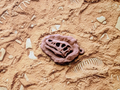 T-Rex Fossil Keyring
